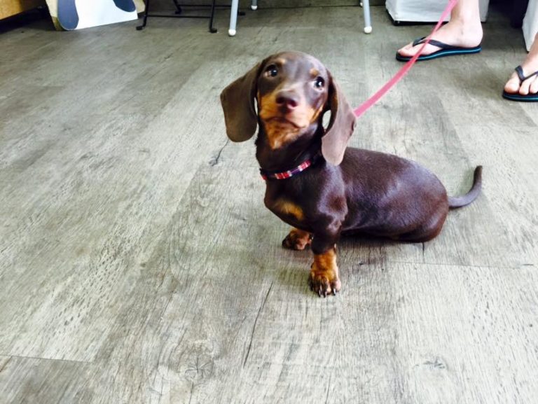 5 Popular Cafes In and Around Mt Gravatt Where Dogs Are Always