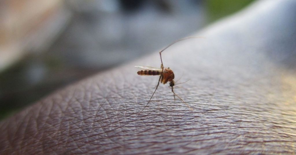 Japanese Encephalitis