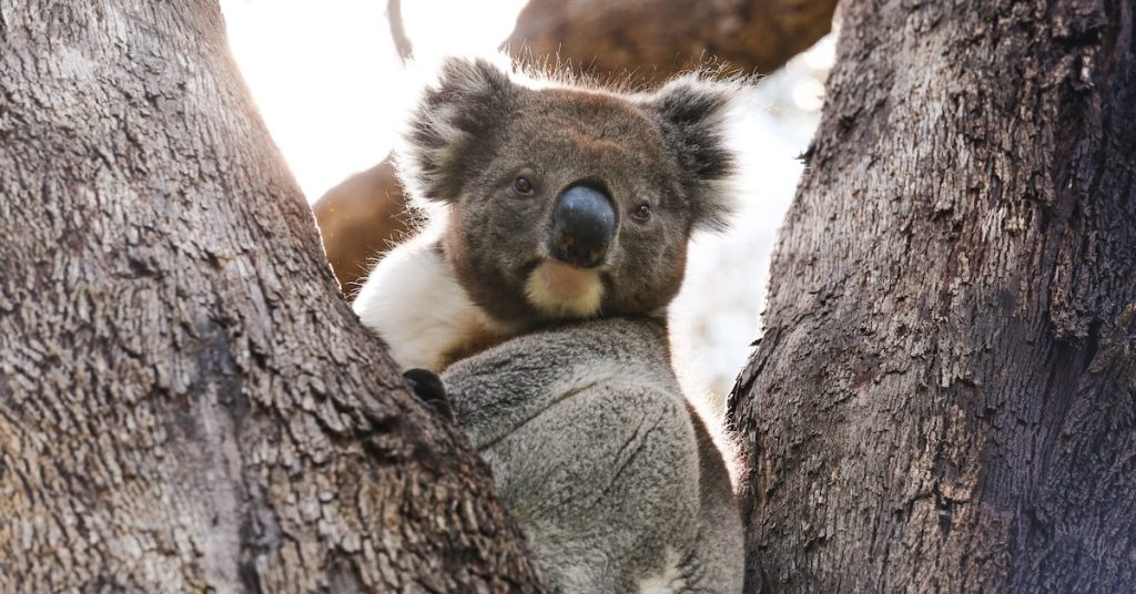 Upper Mt Gravatt Koala