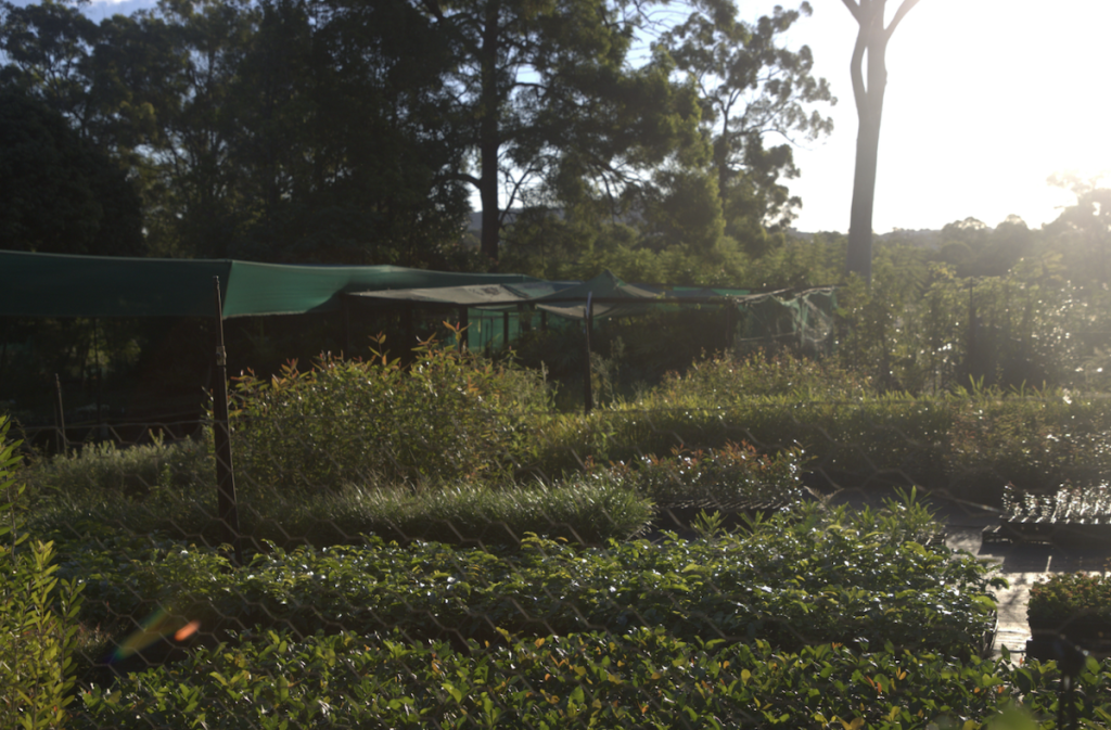 Daly’s Native Plants