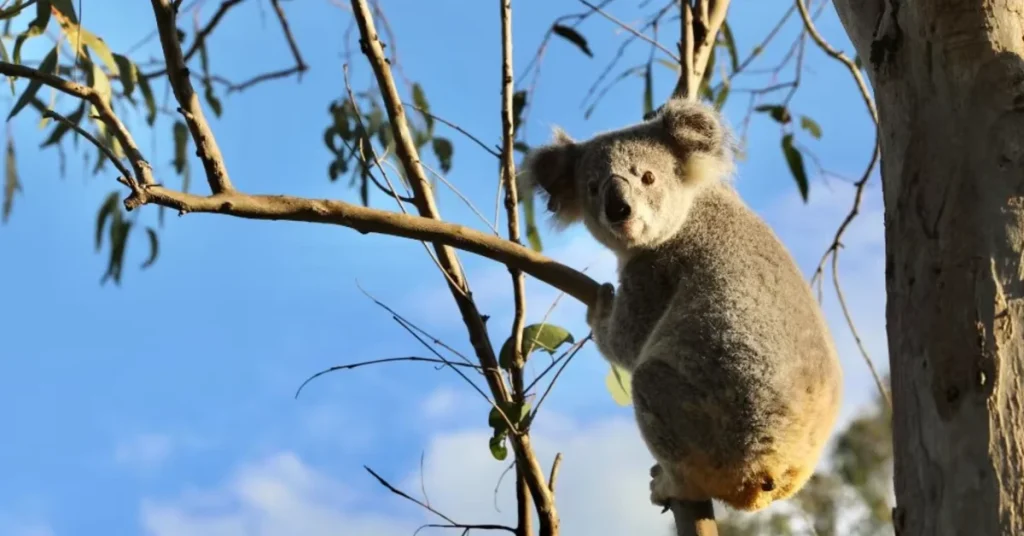 koala
