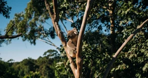 Mt Gravatt Renewal Plan